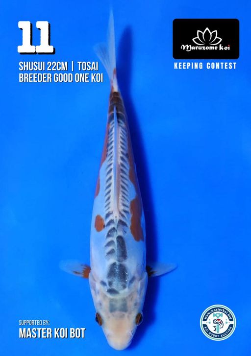 Lelang Koi Online, Jual Beli Ikan Koi, Pusat Jual Beli Koi, Info Lelang Koi Hari Ini, Platform Jual Beli Koi, Jual Beli Ikan Koi Online, Marketplace Ikan Koi, Jual Koi Terbaik, Tempat Beli Koi Berkualitas, Pasar Ikan Koi Online Terpercaya, Penjual Ikan Koi Terpercaya, Beli Koi Hias Online, Ikan Koi untuk Dijual, Koi Kualitas Terbaik, Toko Online Ikan Koi, Koi Hias Untuk Dijual, Jual Beli Ikan Koi Lokal, Koi Indonesia Online, Pusat Jual Beli Koi Terbesar