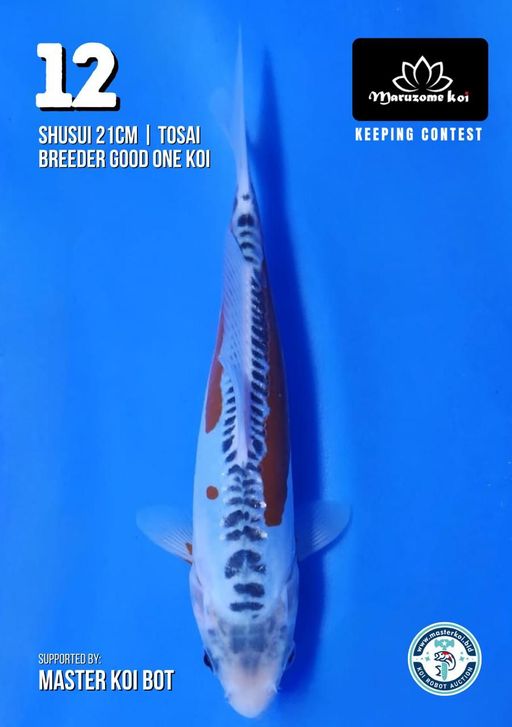 Lelang Koi Online, Jual Beli Ikan Koi, Pusat Jual Beli Koi, Info Lelang Koi Hari Ini, Platform Jual Beli Koi, Jual Beli Ikan Koi Online, Marketplace Ikan Koi, Jual Koi Terbaik, Tempat Beli Koi Berkualitas, Pasar Ikan Koi Online Terpercaya, Penjual Ikan Koi Terpercaya, Beli Koi Hias Online, Ikan Koi untuk Dijual, Koi Kualitas Terbaik, Toko Online Ikan Koi, Koi Hias Untuk Dijual, Jual Beli Ikan Koi Lokal, Koi Indonesia Online, Pusat Jual Beli Koi Terbesar