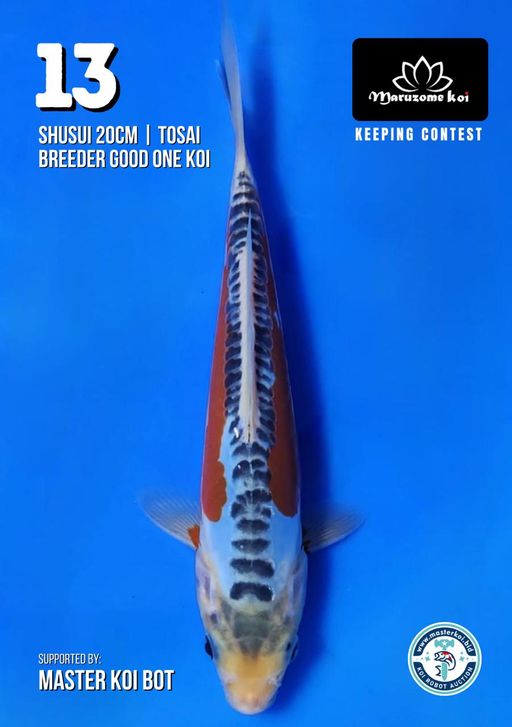 Lelang Koi Online, Jual Beli Ikan Koi, Pusat Jual Beli Koi, Info Lelang Koi Hari Ini, Platform Jual Beli Koi, Jual Beli Ikan Koi Online, Marketplace Ikan Koi, Jual Koi Terbaik, Tempat Beli Koi Berkualitas, Pasar Ikan Koi Online Terpercaya, Penjual Ikan Koi Terpercaya, Beli Koi Hias Online, Ikan Koi untuk Dijual, Koi Kualitas Terbaik, Toko Online Ikan Koi, Koi Hias Untuk Dijual, Jual Beli Ikan Koi Lokal, Koi Indonesia Online, Pusat Jual Beli Koi Terbesar