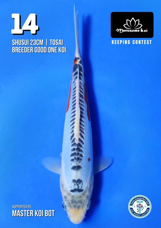 Lelang Koi Online, Jual Beli Ikan Koi, Pusat Jual Beli Koi, Info Lelang Koi Hari Ini, Platform Jual Beli Koi, Jual Beli Ikan Koi Online, Marketplace Ikan Koi, Jual Koi Terbaik, Tempat Beli Koi Berkualitas, Pasar Ikan Koi Online Terpercaya, Penjual Ikan Koi Terpercaya, Beli Koi Hias Online, Ikan Koi untuk Dijual, Koi Kualitas Terbaik, Toko Online Ikan Koi, Koi Hias Untuk Dijual, Jual Beli Ikan Koi Lokal, Koi Indonesia Online, Pusat Jual Beli Koi Terbesar