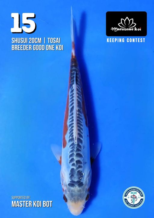 Lelang Koi Online, Jual Beli Ikan Koi, Pusat Jual Beli Koi, Info Lelang Koi Hari Ini, Platform Jual Beli Koi, Jual Beli Ikan Koi Online, Marketplace Ikan Koi, Jual Koi Terbaik, Tempat Beli Koi Berkualitas, Pasar Ikan Koi Online Terpercaya, Penjual Ikan Koi Terpercaya, Beli Koi Hias Online, Ikan Koi untuk Dijual, Koi Kualitas Terbaik, Toko Online Ikan Koi, Koi Hias Untuk Dijual, Jual Beli Ikan Koi Lokal, Koi Indonesia Online, Pusat Jual Beli Koi Terbesar