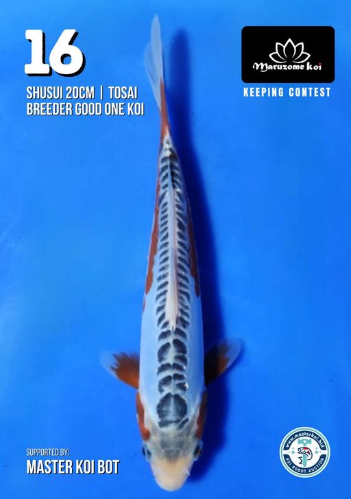 Lelang Koi Online, Jual Beli Ikan Koi, Pusat Jual Beli Koi, Info Lelang Koi Hari Ini, Platform Jual Beli Koi, Jual Beli Ikan Koi Online, Marketplace Ikan Koi, Jual Koi Terbaik, Tempat Beli Koi Berkualitas, Pasar Ikan Koi Online Terpercaya, Penjual Ikan Koi Terpercaya, Beli Koi Hias Online, Ikan Koi untuk Dijual, Koi Kualitas Terbaik, Toko Online Ikan Koi, Koi Hias Untuk Dijual, Jual Beli Ikan Koi Lokal, Koi Indonesia Online, Pusat Jual Beli Koi Terbesar