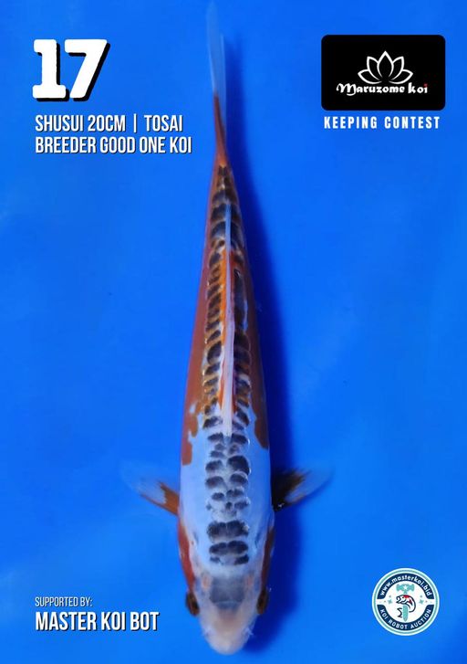 Lelang Koi Online, Jual Beli Ikan Koi, Pusat Jual Beli Koi, Info Lelang Koi Hari Ini, Platform Jual Beli Koi, Jual Beli Ikan Koi Online, Marketplace Ikan Koi, Jual Koi Terbaik, Tempat Beli Koi Berkualitas, Pasar Ikan Koi Online Terpercaya, Penjual Ikan Koi Terpercaya, Beli Koi Hias Online, Ikan Koi untuk Dijual, Koi Kualitas Terbaik, Toko Online Ikan Koi, Koi Hias Untuk Dijual, Jual Beli Ikan Koi Lokal, Koi Indonesia Online, Pusat Jual Beli Koi Terbesar