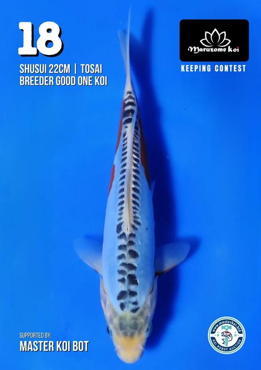 Lelang Koi Online, Jual Beli Ikan Koi, Pusat Jual Beli Koi, Info Lelang Koi Hari Ini, Platform Jual Beli Koi, Jual Beli Ikan Koi Online, Marketplace Ikan Koi, Jual Koi Terbaik, Tempat Beli Koi Berkualitas, Pasar Ikan Koi Online Terpercaya, Penjual Ikan Koi Terpercaya, Beli Koi Hias Online, Ikan Koi untuk Dijual, Koi Kualitas Terbaik, Toko Online Ikan Koi, Koi Hias Untuk Dijual, Jual Beli Ikan Koi Lokal, Koi Indonesia Online, Pusat Jual Beli Koi Terbesar