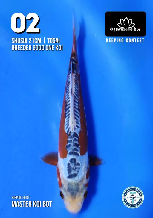 Lelang Koi Online, Jual Beli Ikan Koi, Pusat Jual Beli Koi, Info Lelang Koi Hari Ini, Platform Jual Beli Koi, Jual Beli Ikan Koi Online, Marketplace Ikan Koi, Jual Koi Terbaik, Tempat Beli Koi Berkualitas, Pasar Ikan Koi Online Terpercaya, Penjual Ikan Koi Terpercaya, Beli Koi Hias Online, Ikan Koi untuk Dijual, Koi Kualitas Terbaik, Toko Online Ikan Koi, Koi Hias Untuk Dijual, Jual Beli Ikan Koi Lokal, Koi Indonesia Online, Pusat Jual Beli Koi Terbesar