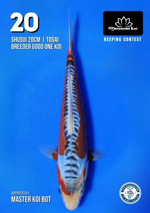 Lelang Koi Online, Jual Beli Ikan Koi, Pusat Jual Beli Koi, Info Lelang Koi Hari Ini, Platform Jual Beli Koi, Jual Beli Ikan Koi Online, Marketplace Ikan Koi, Jual Koi Terbaik, Tempat Beli Koi Berkualitas, Pasar Ikan Koi Online Terpercaya, Penjual Ikan Koi Terpercaya, Beli Koi Hias Online, Ikan Koi untuk Dijual, Koi Kualitas Terbaik, Toko Online Ikan Koi, Koi Hias Untuk Dijual, Jual Beli Ikan Koi Lokal, Koi Indonesia Online, Pusat Jual Beli Koi Terbesar