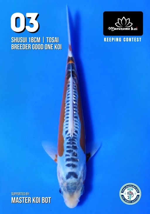 Lelang Koi Online, Jual Beli Ikan Koi, Pusat Jual Beli Koi, Info Lelang Koi Hari Ini, Platform Jual Beli Koi, Jual Beli Ikan Koi Online, Marketplace Ikan Koi, Jual Koi Terbaik, Tempat Beli Koi Berkualitas, Pasar Ikan Koi Online Terpercaya, Penjual Ikan Koi Terpercaya, Beli Koi Hias Online, Ikan Koi untuk Dijual, Koi Kualitas Terbaik, Toko Online Ikan Koi, Koi Hias Untuk Dijual, Jual Beli Ikan Koi Lokal, Koi Indonesia Online, Pusat Jual Beli Koi Terbesar