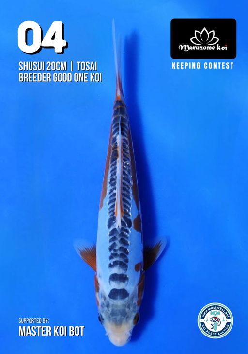 Lelang Koi Online, Jual Beli Ikan Koi, Pusat Jual Beli Koi, Info Lelang Koi Hari Ini, Platform Jual Beli Koi, Jual Beli Ikan Koi Online, Marketplace Ikan Koi, Jual Koi Terbaik, Tempat Beli Koi Berkualitas, Pasar Ikan Koi Online Terpercaya, Penjual Ikan Koi Terpercaya, Beli Koi Hias Online, Ikan Koi untuk Dijual, Koi Kualitas Terbaik, Toko Online Ikan Koi, Koi Hias Untuk Dijual, Jual Beli Ikan Koi Lokal, Koi Indonesia Online, Pusat Jual Beli Koi Terbesar