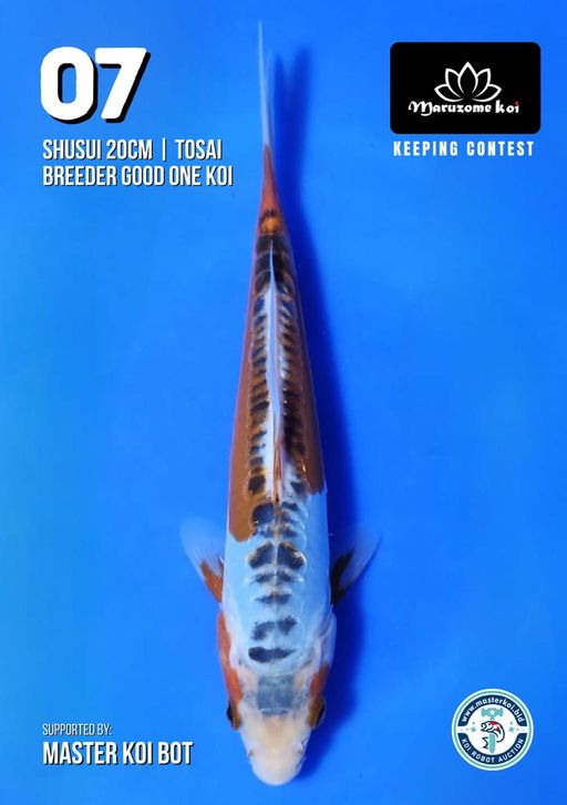 Lelang Koi Online, Jual Beli Ikan Koi, Pusat Jual Beli Koi, Info Lelang Koi Hari Ini, Platform Jual Beli Koi, Jual Beli Ikan Koi Online, Marketplace Ikan Koi, Jual Koi Terbaik, Tempat Beli Koi Berkualitas, Pasar Ikan Koi Online Terpercaya, Penjual Ikan Koi Terpercaya, Beli Koi Hias Online, Ikan Koi untuk Dijual, Koi Kualitas Terbaik, Toko Online Ikan Koi, Koi Hias Untuk Dijual, Jual Beli Ikan Koi Lokal, Koi Indonesia Online, Pusat Jual Beli Koi Terbesar