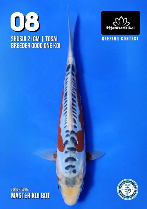 Lelang Koi Online, Jual Beli Ikan Koi, Pusat Jual Beli Koi, Info Lelang Koi Hari Ini, Platform Jual Beli Koi, Jual Beli Ikan Koi Online, Marketplace Ikan Koi, Jual Koi Terbaik, Tempat Beli Koi Berkualitas, Pasar Ikan Koi Online Terpercaya, Penjual Ikan Koi Terpercaya, Beli Koi Hias Online, Ikan Koi untuk Dijual, Koi Kualitas Terbaik, Toko Online Ikan Koi, Koi Hias Untuk Dijual, Jual Beli Ikan Koi Lokal, Koi Indonesia Online, Pusat Jual Beli Koi Terbesar