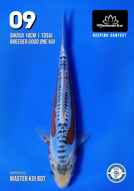 Lelang Koi Online, Jual Beli Ikan Koi, Pusat Jual Beli Koi, Info Lelang Koi Hari Ini, Platform Jual Beli Koi, Jual Beli Ikan Koi Online, Marketplace Ikan Koi, Jual Koi Terbaik, Tempat Beli Koi Berkualitas, Pasar Ikan Koi Online Terpercaya, Penjual Ikan Koi Terpercaya, Beli Koi Hias Online, Ikan Koi untuk Dijual, Koi Kualitas Terbaik, Toko Online Ikan Koi, Koi Hias Untuk Dijual, Jual Beli Ikan Koi Lokal, Koi Indonesia Online, Pusat Jual Beli Koi Terbesar