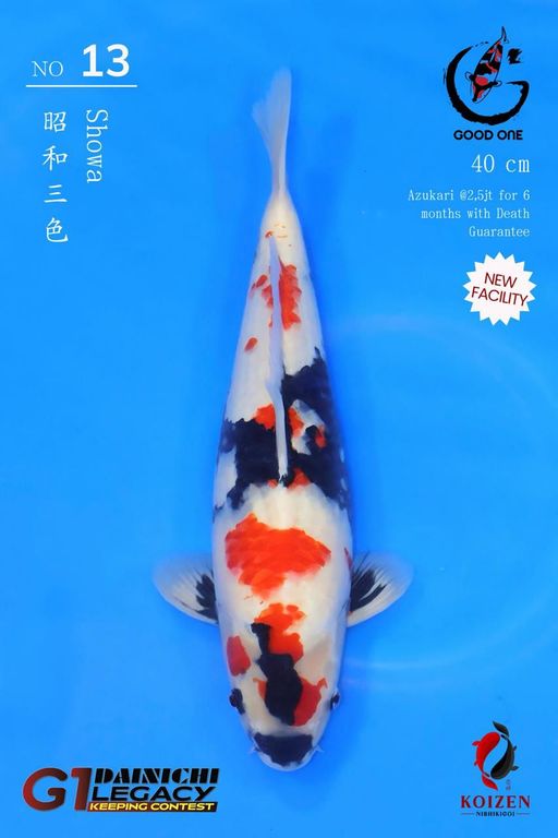 Lelang Koi Online, Jual Beli Ikan Koi, Pusat Jual Beli Koi, Info Lelang Koi Hari Ini, Platform Jual Beli Koi, Jual Beli Ikan Koi Online, Marketplace Ikan Koi, Jual Koi Terbaik, Tempat Beli Koi Berkualitas, Pasar Ikan Koi Online Terpercaya, Penjual Ikan Koi Terpercaya, Beli Koi Hias Online, Ikan Koi untuk Dijual, Koi Kualitas Terbaik, Toko Online Ikan Koi, Koi Hias Untuk Dijual, Jual Beli Ikan Koi Lokal, Koi Indonesia Online, Pusat Jual Beli Koi Terbesar