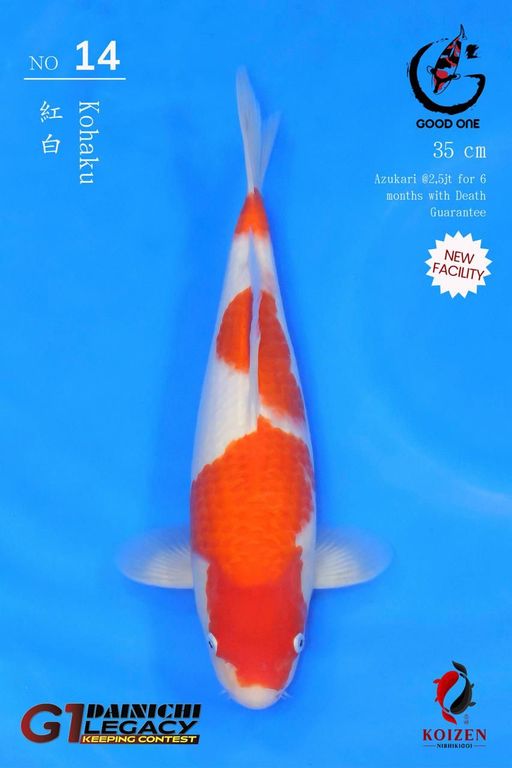 Lelang Koi Online, Jual Beli Ikan Koi, Pusat Jual Beli Koi, Info Lelang Koi Hari Ini, Platform Jual Beli Koi, Jual Beli Ikan Koi Online, Marketplace Ikan Koi, Jual Koi Terbaik, Tempat Beli Koi Berkualitas, Pasar Ikan Koi Online Terpercaya, Penjual Ikan Koi Terpercaya, Beli Koi Hias Online, Ikan Koi untuk Dijual, Koi Kualitas Terbaik, Toko Online Ikan Koi, Koi Hias Untuk Dijual, Jual Beli Ikan Koi Lokal, Koi Indonesia Online, Pusat Jual Beli Koi Terbesar