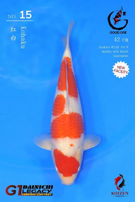 Lelang Koi Online, Jual Beli Ikan Koi, Pusat Jual Beli Koi, Info Lelang Koi Hari Ini, Platform Jual Beli Koi, Jual Beli Ikan Koi Online, Marketplace Ikan Koi, Jual Koi Terbaik, Tempat Beli Koi Berkualitas, Pasar Ikan Koi Online Terpercaya, Penjual Ikan Koi Terpercaya, Beli Koi Hias Online, Ikan Koi untuk Dijual, Koi Kualitas Terbaik, Toko Online Ikan Koi, Koi Hias Untuk Dijual, Jual Beli Ikan Koi Lokal, Koi Indonesia Online, Pusat Jual Beli Koi Terbesar