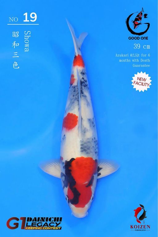 Lelang Koi Online, Jual Beli Ikan Koi, Pusat Jual Beli Koi, Info Lelang Koi Hari Ini, Platform Jual Beli Koi, Jual Beli Ikan Koi Online, Marketplace Ikan Koi, Jual Koi Terbaik, Tempat Beli Koi Berkualitas, Pasar Ikan Koi Online Terpercaya, Penjual Ikan Koi Terpercaya, Beli Koi Hias Online, Ikan Koi untuk Dijual, Koi Kualitas Terbaik, Toko Online Ikan Koi, Koi Hias Untuk Dijual, Jual Beli Ikan Koi Lokal, Koi Indonesia Online, Pusat Jual Beli Koi Terbesar
