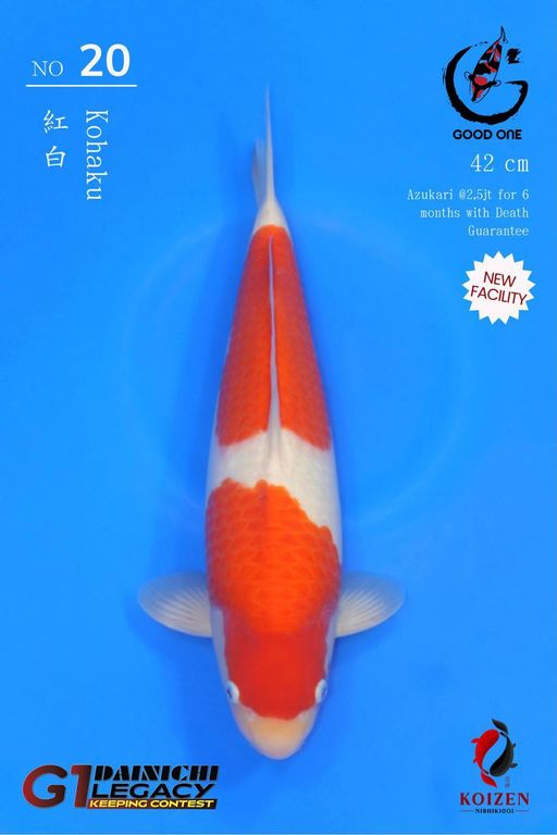 Lelang Koi Online, Jual Beli Ikan Koi, Pusat Jual Beli Koi, Info Lelang Koi Hari Ini, Platform Jual Beli Koi, Jual Beli Ikan Koi Online, Marketplace Ikan Koi, Jual Koi Terbaik, Tempat Beli Koi Berkualitas, Pasar Ikan Koi Online Terpercaya, Penjual Ikan Koi Terpercaya, Beli Koi Hias Online, Ikan Koi untuk Dijual, Koi Kualitas Terbaik, Toko Online Ikan Koi, Koi Hias Untuk Dijual, Jual Beli Ikan Koi Lokal, Koi Indonesia Online, Pusat Jual Beli Koi Terbesar