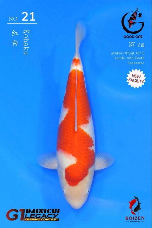 Lelang Koi Online, Jual Beli Ikan Koi, Pusat Jual Beli Koi, Info Lelang Koi Hari Ini, Platform Jual Beli Koi, Jual Beli Ikan Koi Online, Marketplace Ikan Koi, Jual Koi Terbaik, Tempat Beli Koi Berkualitas, Pasar Ikan Koi Online Terpercaya, Penjual Ikan Koi Terpercaya, Beli Koi Hias Online, Ikan Koi untuk Dijual, Koi Kualitas Terbaik, Toko Online Ikan Koi, Koi Hias Untuk Dijual, Jual Beli Ikan Koi Lokal, Koi Indonesia Online, Pusat Jual Beli Koi Terbesar
