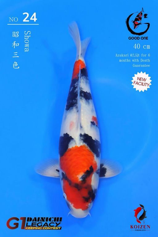 Lelang Koi Online, Jual Beli Ikan Koi, Pusat Jual Beli Koi, Info Lelang Koi Hari Ini, Platform Jual Beli Koi, Jual Beli Ikan Koi Online, Marketplace Ikan Koi, Jual Koi Terbaik, Tempat Beli Koi Berkualitas, Pasar Ikan Koi Online Terpercaya, Penjual Ikan Koi Terpercaya, Beli Koi Hias Online, Ikan Koi untuk Dijual, Koi Kualitas Terbaik, Toko Online Ikan Koi, Koi Hias Untuk Dijual, Jual Beli Ikan Koi Lokal, Koi Indonesia Online, Pusat Jual Beli Koi Terbesar