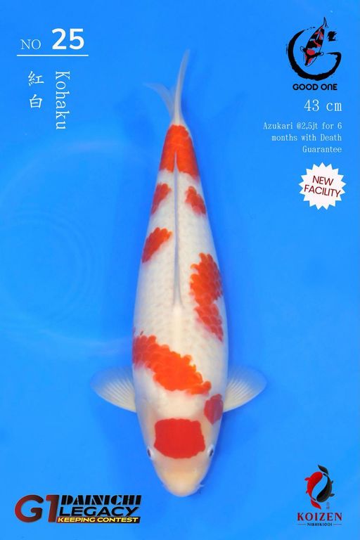 Lelang Koi Online, Jual Beli Ikan Koi, Pusat Jual Beli Koi, Info Lelang Koi Hari Ini, Platform Jual Beli Koi, Jual Beli Ikan Koi Online, Marketplace Ikan Koi, Jual Koi Terbaik, Tempat Beli Koi Berkualitas, Pasar Ikan Koi Online Terpercaya, Penjual Ikan Koi Terpercaya, Beli Koi Hias Online, Ikan Koi untuk Dijual, Koi Kualitas Terbaik, Toko Online Ikan Koi, Koi Hias Untuk Dijual, Jual Beli Ikan Koi Lokal, Koi Indonesia Online, Pusat Jual Beli Koi Terbesar