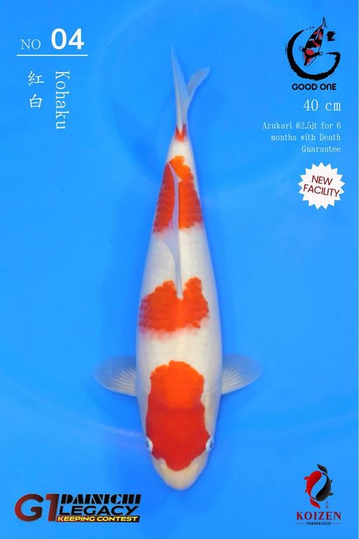 Lelang Koi Online, Jual Beli Ikan Koi, Pusat Jual Beli Koi, Info Lelang Koi Hari Ini, Platform Jual Beli Koi, Jual Beli Ikan Koi Online, Marketplace Ikan Koi, Jual Koi Terbaik, Tempat Beli Koi Berkualitas, Pasar Ikan Koi Online Terpercaya, Penjual Ikan Koi Terpercaya, Beli Koi Hias Online, Ikan Koi untuk Dijual, Koi Kualitas Terbaik, Toko Online Ikan Koi, Koi Hias Untuk Dijual, Jual Beli Ikan Koi Lokal, Koi Indonesia Online, Pusat Jual Beli Koi Terbesar