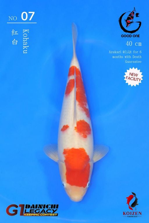 Lelang Koi Online, Jual Beli Ikan Koi, Pusat Jual Beli Koi, Info Lelang Koi Hari Ini, Platform Jual Beli Koi, Jual Beli Ikan Koi Online, Marketplace Ikan Koi, Jual Koi Terbaik, Tempat Beli Koi Berkualitas, Pasar Ikan Koi Online Terpercaya, Penjual Ikan Koi Terpercaya, Beli Koi Hias Online, Ikan Koi untuk Dijual, Koi Kualitas Terbaik, Toko Online Ikan Koi, Koi Hias Untuk Dijual, Jual Beli Ikan Koi Lokal, Koi Indonesia Online, Pusat Jual Beli Koi Terbesar