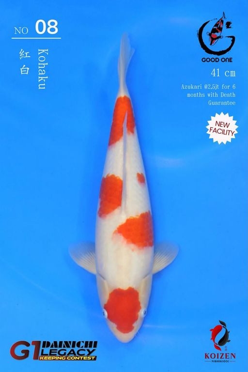Lelang Koi Online, Jual Beli Ikan Koi, Pusat Jual Beli Koi, Info Lelang Koi Hari Ini, Platform Jual Beli Koi, Jual Beli Ikan Koi Online, Marketplace Ikan Koi, Jual Koi Terbaik, Tempat Beli Koi Berkualitas, Pasar Ikan Koi Online Terpercaya, Penjual Ikan Koi Terpercaya, Beli Koi Hias Online, Ikan Koi untuk Dijual, Koi Kualitas Terbaik, Toko Online Ikan Koi, Koi Hias Untuk Dijual, Jual Beli Ikan Koi Lokal, Koi Indonesia Online, Pusat Jual Beli Koi Terbesar