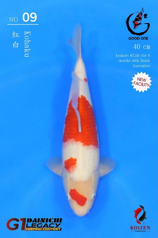 Lelang Koi Online, Jual Beli Ikan Koi, Pusat Jual Beli Koi, Info Lelang Koi Hari Ini, Platform Jual Beli Koi, Jual Beli Ikan Koi Online, Marketplace Ikan Koi, Jual Koi Terbaik, Tempat Beli Koi Berkualitas, Pasar Ikan Koi Online Terpercaya, Penjual Ikan Koi Terpercaya, Beli Koi Hias Online, Ikan Koi untuk Dijual, Koi Kualitas Terbaik, Toko Online Ikan Koi, Koi Hias Untuk Dijual, Jual Beli Ikan Koi Lokal, Koi Indonesia Online, Pusat Jual Beli Koi Terbesar