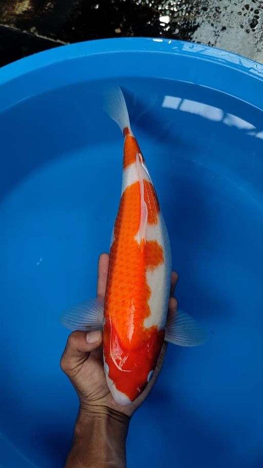 Lelang Koi Online, Jual Beli Ikan Koi, Pusat Jual Beli Koi, Info Lelang Koi Hari Ini, Platform Jual Beli Koi, Jual Beli Ikan Koi Online, Marketplace Ikan Koi, Jual Koi Terbaik, Tempat Beli Koi Berkualitas, Pasar Ikan Koi Online Terpercaya, Penjual Ikan Koi Terpercaya, Beli Koi Hias Online, Ikan Koi untuk Dijual, Koi Kualitas Terbaik, Toko Online Ikan Koi, Koi Hias Untuk Dijual, Jual Beli Ikan Koi Lokal, Koi Indonesia Online, Pusat Jual Beli Koi Terbesar