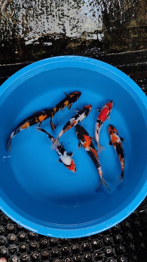 Lelang Koi Online, Jual Beli Ikan Koi, Pusat Jual Beli Koi, Info Lelang Koi Hari Ini, Platform Jual Beli Koi, Jual Beli Ikan Koi Online, Marketplace Ikan Koi, Jual Koi Terbaik, Tempat Beli Koi Berkualitas, Pasar Ikan Koi Online Terpercaya, Penjual Ikan Koi Terpercaya, Beli Koi Hias Online, Ikan Koi untuk Dijual, Koi Kualitas Terbaik, Toko Online Ikan Koi, Koi Hias Untuk Dijual, Jual Beli Ikan Koi Lokal, Koi Indonesia Online, Pusat Jual Beli Koi Terbesar
