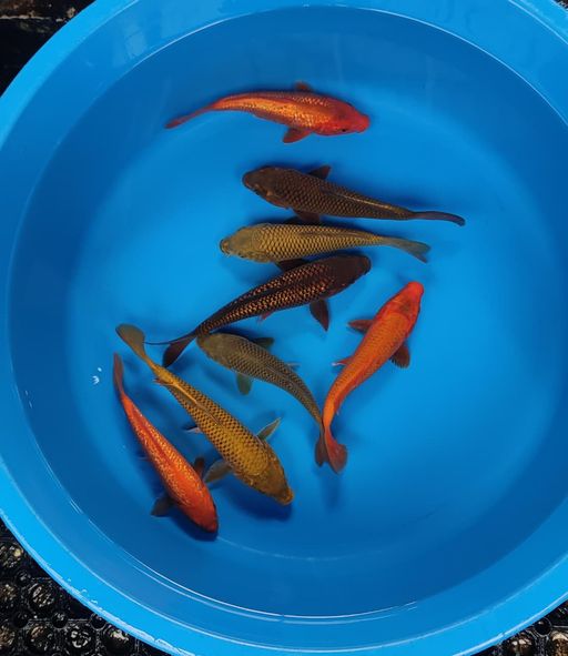 Lelang Koi Online, Jual Beli Ikan Koi, Pusat Jual Beli Koi, Info Lelang Koi Hari Ini, Platform Jual Beli Koi, Jual Beli Ikan Koi Online, Marketplace Ikan Koi, Jual Koi Terbaik, Tempat Beli Koi Berkualitas, Pasar Ikan Koi Online Terpercaya, Penjual Ikan Koi Terpercaya, Beli Koi Hias Online, Ikan Koi untuk Dijual, Koi Kualitas Terbaik, Toko Online Ikan Koi, Koi Hias Untuk Dijual, Jual Beli Ikan Koi Lokal, Koi Indonesia Online, Pusat Jual Beli Koi Terbesar