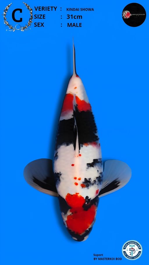 Lelang Koi Online, Jual Beli Ikan Koi, Pusat Jual Beli Koi, Info Lelang Koi Hari Ini, Platform Jual Beli Koi, Jual Beli Ikan Koi Online, Marketplace Ikan Koi, Jual Koi Terbaik, Tempat Beli Koi Berkualitas, Pasar Ikan Koi Online Terpercaya, Penjual Ikan Koi Terpercaya, Beli Koi Hias Online, Ikan Koi untuk Dijual, Koi Kualitas Terbaik, Toko Online Ikan Koi, Koi Hias Untuk Dijual, Jual Beli Ikan Koi Lokal, Koi Indonesia Online, Pusat Jual Beli Koi Terbesar