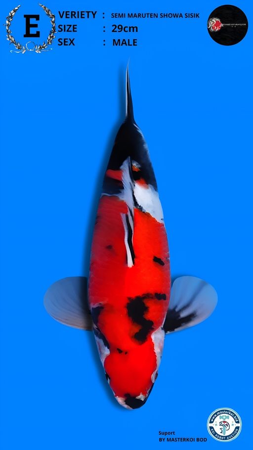 Lelang Koi Online, Jual Beli Ikan Koi, Pusat Jual Beli Koi, Info Lelang Koi Hari Ini, Platform Jual Beli Koi, Jual Beli Ikan Koi Online, Marketplace Ikan Koi, Jual Koi Terbaik, Tempat Beli Koi Berkualitas, Pasar Ikan Koi Online Terpercaya, Penjual Ikan Koi Terpercaya, Beli Koi Hias Online, Ikan Koi untuk Dijual, Koi Kualitas Terbaik, Toko Online Ikan Koi, Koi Hias Untuk Dijual, Jual Beli Ikan Koi Lokal, Koi Indonesia Online, Pusat Jual Beli Koi Terbesar