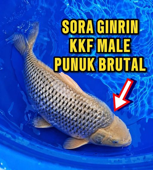 Lelang Koi Online, Jual Beli Ikan Koi, Pusat Jual Beli Koi, Info Lelang Koi Hari Ini, Platform Jual Beli Koi, Jual Beli Ikan Koi Online, Marketplace Ikan Koi, Jual Koi Terbaik, Tempat Beli Koi Berkualitas, Pasar Ikan Koi Online Terpercaya, Penjual Ikan Koi Terpercaya, Beli Koi Hias Online, Ikan Koi untuk Dijual, Koi Kualitas Terbaik, Toko Online Ikan Koi, Koi Hias Untuk Dijual, Jual Beli Ikan Koi Lokal, Koi Indonesia Online, Pusat Jual Beli Koi Terbesar