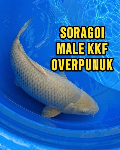 Lelang Koi Online, Jual Beli Ikan Koi, Pusat Jual Beli Koi, Info Lelang Koi Hari Ini, Platform Jual Beli Koi, Jual Beli Ikan Koi Online, Marketplace Ikan Koi, Jual Koi Terbaik, Tempat Beli Koi Berkualitas, Pasar Ikan Koi Online Terpercaya, Penjual Ikan Koi Terpercaya, Beli Koi Hias Online, Ikan Koi untuk Dijual, Koi Kualitas Terbaik, Toko Online Ikan Koi, Koi Hias Untuk Dijual, Jual Beli Ikan Koi Lokal, Koi Indonesia Online, Pusat Jual Beli Koi Terbesar