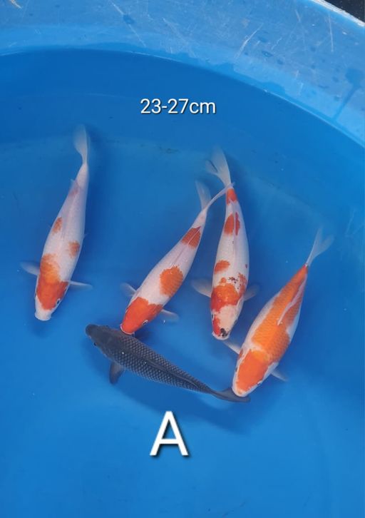 Lelang Koi Online, Jual Beli Ikan Koi, Pusat Jual Beli Koi, Info Lelang Koi Hari Ini, Platform Jual Beli Koi, Jual Beli Ikan Koi Online, Marketplace Ikan Koi, Jual Koi Terbaik, Tempat Beli Koi Berkualitas, Pasar Ikan Koi Online Terpercaya, Penjual Ikan Koi Terpercaya, Beli Koi Hias Online, Ikan Koi untuk Dijual, Koi Kualitas Terbaik, Toko Online Ikan Koi, Koi Hias Untuk Dijual, Jual Beli Ikan Koi Lokal, Koi Indonesia Online, Pusat Jual Beli Koi Terbesar