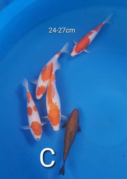 Lelang Koi Online, Jual Beli Ikan Koi, Pusat Jual Beli Koi, Info Lelang Koi Hari Ini, Platform Jual Beli Koi, Jual Beli Ikan Koi Online, Marketplace Ikan Koi, Jual Koi Terbaik, Tempat Beli Koi Berkualitas, Pasar Ikan Koi Online Terpercaya, Penjual Ikan Koi Terpercaya, Beli Koi Hias Online, Ikan Koi untuk Dijual, Koi Kualitas Terbaik, Toko Online Ikan Koi, Koi Hias Untuk Dijual, Jual Beli Ikan Koi Lokal, Koi Indonesia Online, Pusat Jual Beli Koi Terbesar