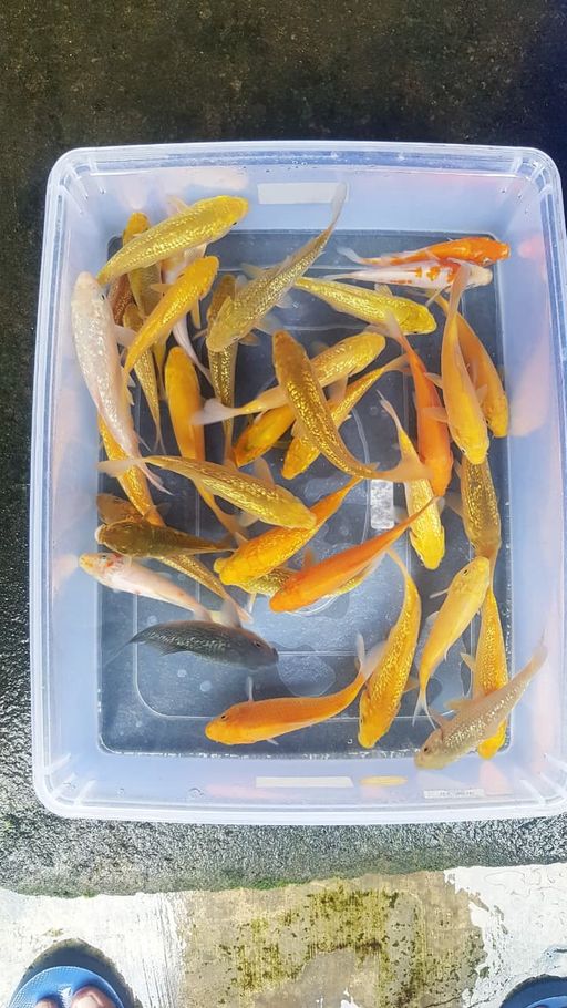 Lelang Koi Online, Jual Beli Ikan Koi, Pusat Jual Beli Koi, Info Lelang Koi Hari Ini, Platform Jual Beli Koi, Jual Beli Ikan Koi Online, Marketplace Ikan Koi, Jual Koi Terbaik, Tempat Beli Koi Berkualitas, Pasar Ikan Koi Online Terpercaya, Penjual Ikan Koi Terpercaya, Beli Koi Hias Online, Ikan Koi untuk Dijual, Koi Kualitas Terbaik, Toko Online Ikan Koi, Koi Hias Untuk Dijual, Jual Beli Ikan Koi Lokal, Koi Indonesia Online, Pusat Jual Beli Koi Terbesar