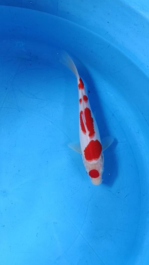 Lelang Koi Online, Jual Beli Ikan Koi, Pusat Jual Beli Koi, Info Lelang Koi Hari Ini, Platform Jual Beli Koi, Jual Beli Ikan Koi Online, Marketplace Ikan Koi, Jual Koi Terbaik, Tempat Beli Koi Berkualitas, Pasar Ikan Koi Online Terpercaya, Penjual Ikan Koi Terpercaya, Beli Koi Hias Online, Ikan Koi untuk Dijual, Koi Kualitas Terbaik, Toko Online Ikan Koi, Koi Hias Untuk Dijual, Jual Beli Ikan Koi Lokal, Koi Indonesia Online, Pusat Jual Beli Koi Terbesar