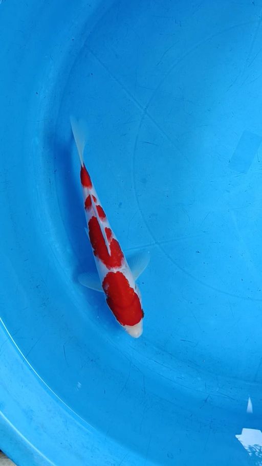 Lelang Koi Online, Jual Beli Ikan Koi, Pusat Jual Beli Koi, Info Lelang Koi Hari Ini, Platform Jual Beli Koi, Jual Beli Ikan Koi Online, Marketplace Ikan Koi, Jual Koi Terbaik, Tempat Beli Koi Berkualitas, Pasar Ikan Koi Online Terpercaya, Penjual Ikan Koi Terpercaya, Beli Koi Hias Online, Ikan Koi untuk Dijual, Koi Kualitas Terbaik, Toko Online Ikan Koi, Koi Hias Untuk Dijual, Jual Beli Ikan Koi Lokal, Koi Indonesia Online, Pusat Jual Beli Koi Terbesar