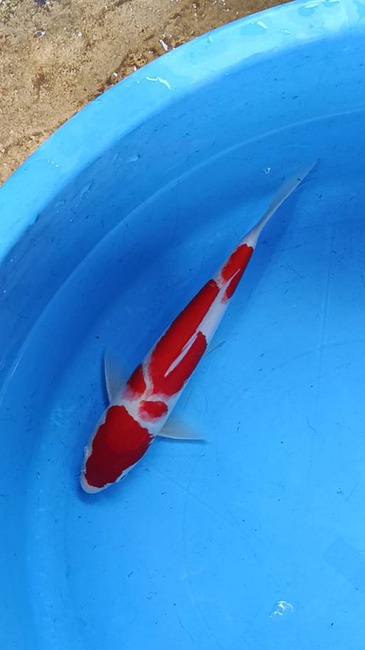 Lelang Koi Online, Jual Beli Ikan Koi, Pusat Jual Beli Koi, Info Lelang Koi Hari Ini, Platform Jual Beli Koi, Jual Beli Ikan Koi Online, Marketplace Ikan Koi, Jual Koi Terbaik, Tempat Beli Koi Berkualitas, Pasar Ikan Koi Online Terpercaya, Penjual Ikan Koi Terpercaya, Beli Koi Hias Online, Ikan Koi untuk Dijual, Koi Kualitas Terbaik, Toko Online Ikan Koi, Koi Hias Untuk Dijual, Jual Beli Ikan Koi Lokal, Koi Indonesia Online, Pusat Jual Beli Koi Terbesar
