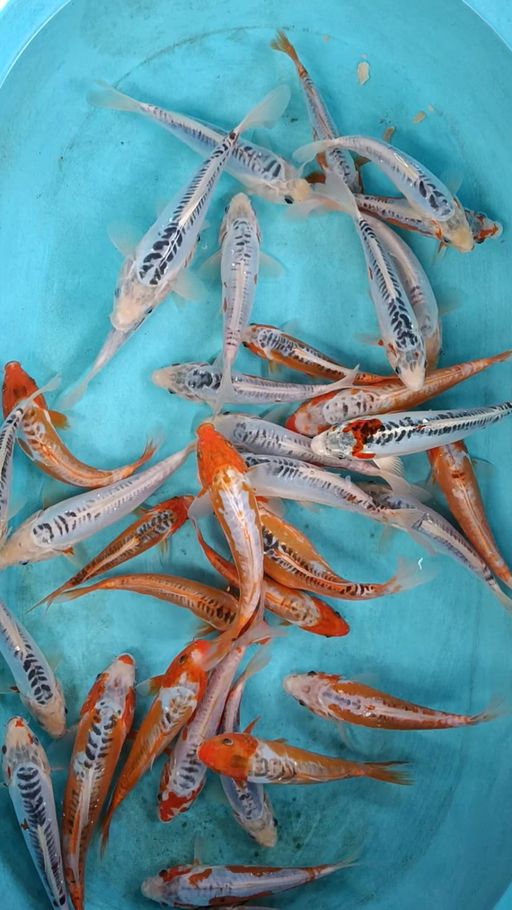 Lelang Koi Online, Jual Beli Ikan Koi, Pusat Jual Beli Koi, Info Lelang Koi Hari Ini, Platform Jual Beli Koi, Jual Beli Ikan Koi Online, Marketplace Ikan Koi, Jual Koi Terbaik, Tempat Beli Koi Berkualitas, Pasar Ikan Koi Online Terpercaya, Penjual Ikan Koi Terpercaya, Beli Koi Hias Online, Ikan Koi untuk Dijual, Koi Kualitas Terbaik, Toko Online Ikan Koi, Koi Hias Untuk Dijual, Jual Beli Ikan Koi Lokal, Koi Indonesia Online, Pusat Jual Beli Koi Terbesar
