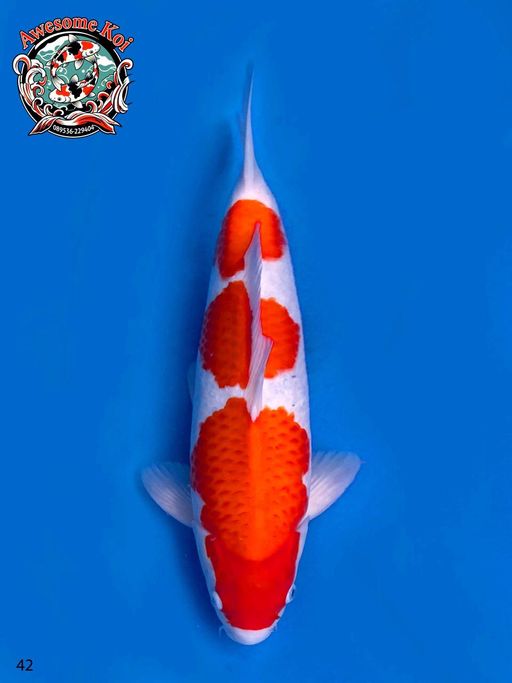 Lelang Koi Online, Jual Beli Ikan Koi, Pusat Jual Beli Koi, Info Lelang Koi Hari Ini, Platform Jual Beli Koi, Jual Beli Ikan Koi Online, Marketplace Ikan Koi, Jual Koi Terbaik, Tempat Beli Koi Berkualitas, Pasar Ikan Koi Online Terpercaya, Penjual Ikan Koi Terpercaya, Beli Koi Hias Online, Ikan Koi untuk Dijual, Koi Kualitas Terbaik, Toko Online Ikan Koi, Koi Hias Untuk Dijual, Jual Beli Ikan Koi Lokal, Koi Indonesia Online, Pusat Jual Beli Koi Terbesar