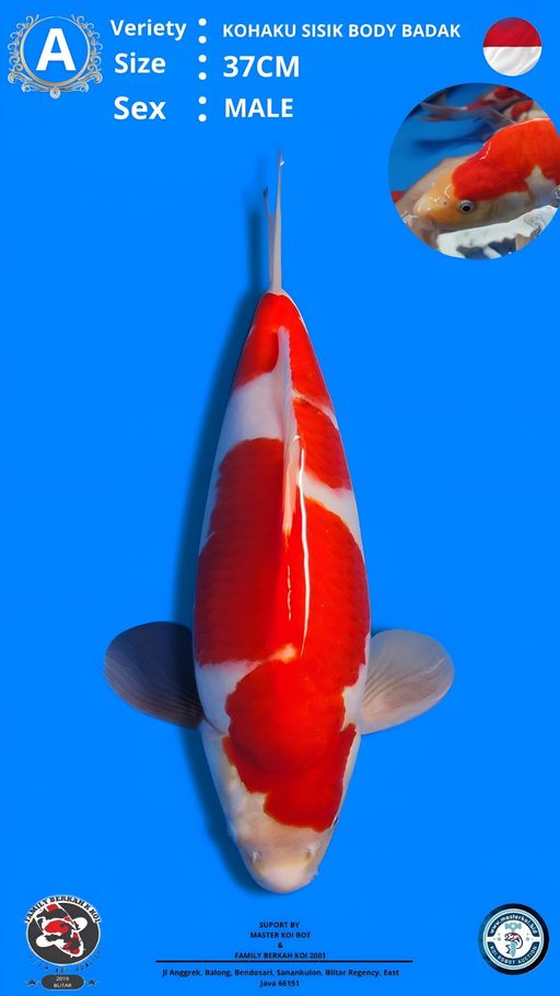 Lelang Koi Online, Jual Beli Ikan Koi, Pusat Jual Beli Koi, Info Lelang Koi Hari Ini, Platform Jual Beli Koi, Jual Beli Ikan Koi Online, Marketplace Ikan Koi, Jual Koi Terbaik, Tempat Beli Koi Berkualitas, Pasar Ikan Koi Online Terpercaya, Penjual Ikan Koi Terpercaya, Beli Koi Hias Online, Ikan Koi untuk Dijual, Koi Kualitas Terbaik, Toko Online Ikan Koi, Koi Hias Untuk Dijual, Jual Beli Ikan Koi Lokal, Koi Indonesia Online, Pusat Jual Beli Koi Terbesar