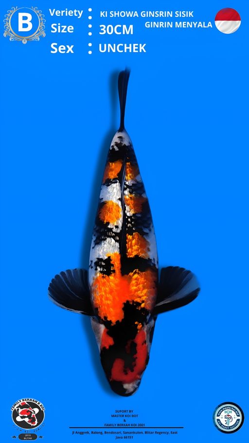Lelang Koi Online, Jual Beli Ikan Koi, Pusat Jual Beli Koi, Info Lelang Koi Hari Ini, Platform Jual Beli Koi, Jual Beli Ikan Koi Online, Marketplace Ikan Koi, Jual Koi Terbaik, Tempat Beli Koi Berkualitas, Pasar Ikan Koi Online Terpercaya, Penjual Ikan Koi Terpercaya, Beli Koi Hias Online, Ikan Koi untuk Dijual, Koi Kualitas Terbaik, Toko Online Ikan Koi, Koi Hias Untuk Dijual, Jual Beli Ikan Koi Lokal, Koi Indonesia Online, Pusat Jual Beli Koi Terbesar
