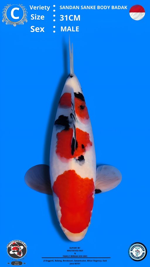Lelang Koi Online, Jual Beli Ikan Koi, Pusat Jual Beli Koi, Info Lelang Koi Hari Ini, Platform Jual Beli Koi, Jual Beli Ikan Koi Online, Marketplace Ikan Koi, Jual Koi Terbaik, Tempat Beli Koi Berkualitas, Pasar Ikan Koi Online Terpercaya, Penjual Ikan Koi Terpercaya, Beli Koi Hias Online, Ikan Koi untuk Dijual, Koi Kualitas Terbaik, Toko Online Ikan Koi, Koi Hias Untuk Dijual, Jual Beli Ikan Koi Lokal, Koi Indonesia Online, Pusat Jual Beli Koi Terbesar