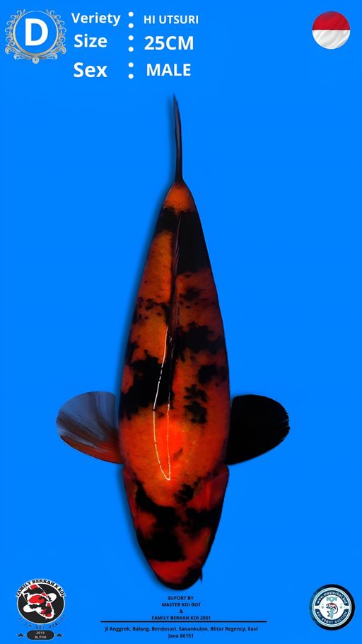 Lelang Koi Online, Jual Beli Ikan Koi, Pusat Jual Beli Koi, Info Lelang Koi Hari Ini, Platform Jual Beli Koi, Jual Beli Ikan Koi Online, Marketplace Ikan Koi, Jual Koi Terbaik, Tempat Beli Koi Berkualitas, Pasar Ikan Koi Online Terpercaya, Penjual Ikan Koi Terpercaya, Beli Koi Hias Online, Ikan Koi untuk Dijual, Koi Kualitas Terbaik, Toko Online Ikan Koi, Koi Hias Untuk Dijual, Jual Beli Ikan Koi Lokal, Koi Indonesia Online, Pusat Jual Beli Koi Terbesar