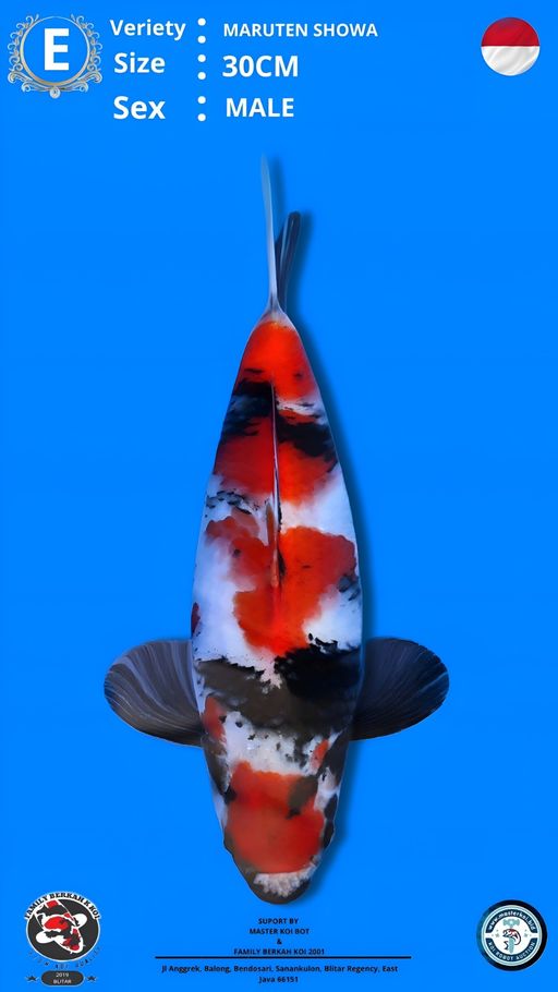 Lelang Koi Online, Jual Beli Ikan Koi, Pusat Jual Beli Koi, Info Lelang Koi Hari Ini, Platform Jual Beli Koi, Jual Beli Ikan Koi Online, Marketplace Ikan Koi, Jual Koi Terbaik, Tempat Beli Koi Berkualitas, Pasar Ikan Koi Online Terpercaya, Penjual Ikan Koi Terpercaya, Beli Koi Hias Online, Ikan Koi untuk Dijual, Koi Kualitas Terbaik, Toko Online Ikan Koi, Koi Hias Untuk Dijual, Jual Beli Ikan Koi Lokal, Koi Indonesia Online, Pusat Jual Beli Koi Terbesar
