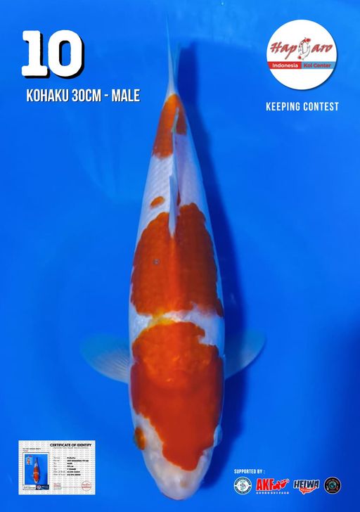 Lelang Koi Online, Jual Beli Ikan Koi, Pusat Jual Beli Koi, Info Lelang Koi Hari Ini, Platform Jual Beli Koi, Jual Beli Ikan Koi Online, Marketplace Ikan Koi, Jual Koi Terbaik, Tempat Beli Koi Berkualitas, Pasar Ikan Koi Online Terpercaya, Penjual Ikan Koi Terpercaya, Beli Koi Hias Online, Ikan Koi untuk Dijual, Koi Kualitas Terbaik, Toko Online Ikan Koi, Koi Hias Untuk Dijual, Jual Beli Ikan Koi Lokal, Koi Indonesia Online, Pusat Jual Beli Koi Terbesar