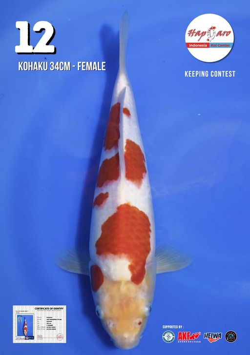 Lelang Koi Online, Jual Beli Ikan Koi, Pusat Jual Beli Koi, Info Lelang Koi Hari Ini, Platform Jual Beli Koi, Jual Beli Ikan Koi Online, Marketplace Ikan Koi, Jual Koi Terbaik, Tempat Beli Koi Berkualitas, Pasar Ikan Koi Online Terpercaya, Penjual Ikan Koi Terpercaya, Beli Koi Hias Online, Ikan Koi untuk Dijual, Koi Kualitas Terbaik, Toko Online Ikan Koi, Koi Hias Untuk Dijual, Jual Beli Ikan Koi Lokal, Koi Indonesia Online, Pusat Jual Beli Koi Terbesar