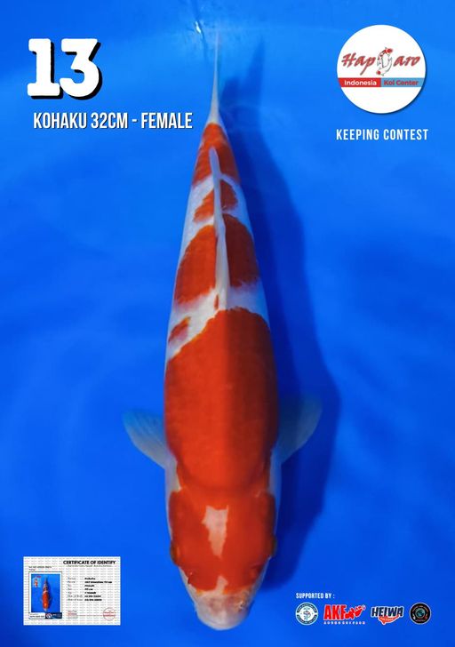 Lelang Koi Online, Jual Beli Ikan Koi, Pusat Jual Beli Koi, Info Lelang Koi Hari Ini, Platform Jual Beli Koi, Jual Beli Ikan Koi Online, Marketplace Ikan Koi, Jual Koi Terbaik, Tempat Beli Koi Berkualitas, Pasar Ikan Koi Online Terpercaya, Penjual Ikan Koi Terpercaya, Beli Koi Hias Online, Ikan Koi untuk Dijual, Koi Kualitas Terbaik, Toko Online Ikan Koi, Koi Hias Untuk Dijual, Jual Beli Ikan Koi Lokal, Koi Indonesia Online, Pusat Jual Beli Koi Terbesar